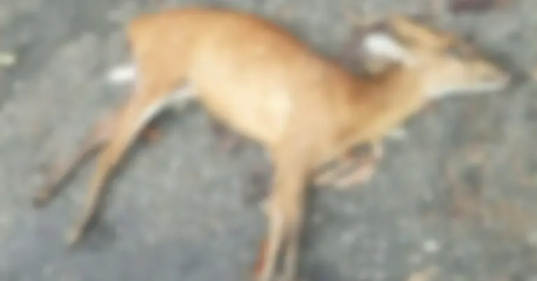 মৃত মায়া হরিণ